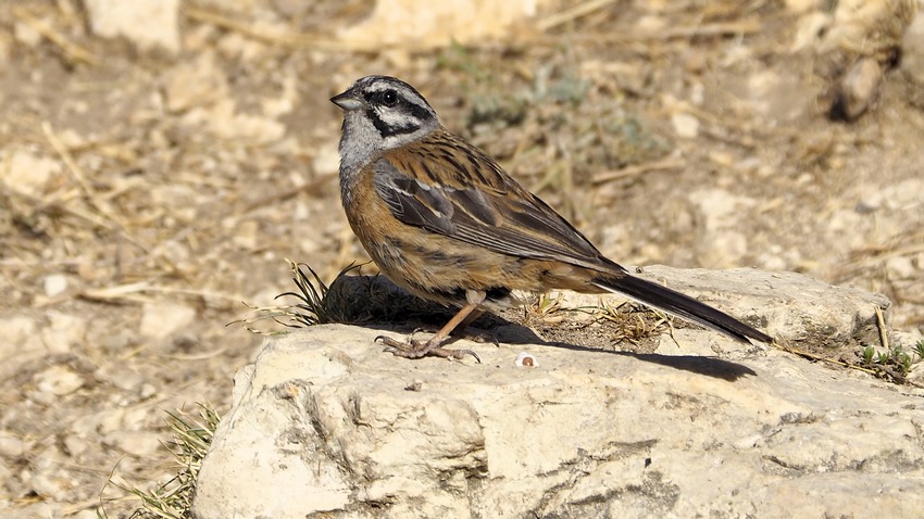 Zigolo Muciatto ♂